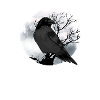 Moon Crow