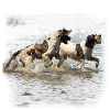 Springer Spaniels