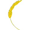 Ear of wheat