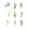 Plant nursery herbs