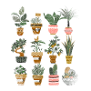 plants