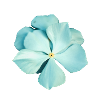 blue flower