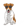 Coolest Jack Russel Madre Jack Russell Terrier