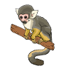 Squirrel monkey squirrel monkey primate