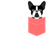 Pocket Boston Terrier dog