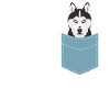 Husky Siberian Husky dog