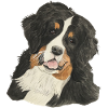Bernese Mountain Dog