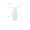 Grand coléoptère - insecte