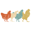 Poulets Poulet Poulet Coq