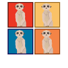 Erdmännchen Tiere Tier