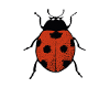 Modschegiebchen Marienkäfer Sächsisch Geschenk