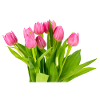 Tulips. Tulips
