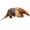 Fourmilier