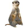 suricate