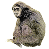 Gibbon