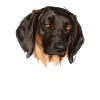 Bavarian Mountain Hound Dog