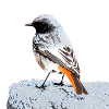 Black redstart