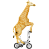 Giraffe auf dem Klapprad