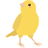 canary