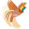 Bird of paradise