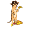 Suricate suricate