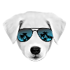 Dog "Cool"