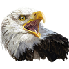 bald eagle