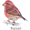 Freier Vogel