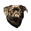Brabant dværg griffon