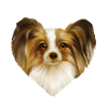 Papillon Hund Portrait