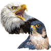 bald eagle and peregrine falcon