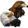 Bald Eagle and Golden Eagle