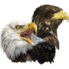 American and European Pigargo