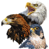 Bald Eagle, Golden Eagle och Peregrine Falcon