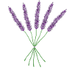 Lavender branch Provence Nature Violet