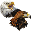 American Pigargo and Golden Eagle
