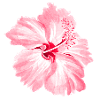 Blume
