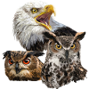 American Pigargo and Owls