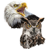 American Pigargo and American Owl