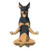 Australian Kelpie Dog meditate