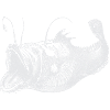 deep-sea fish white