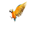Geometric parrot