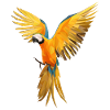 Perroquet low poly