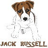 Little Jack Russell Puppy