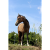 Horses T-shirt Gift Rider