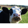 Affiche vache