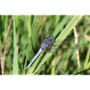 Dragonflies poster blue arrow gift
