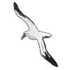 Albatross