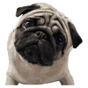 Pug pug