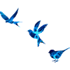 Blue Birds